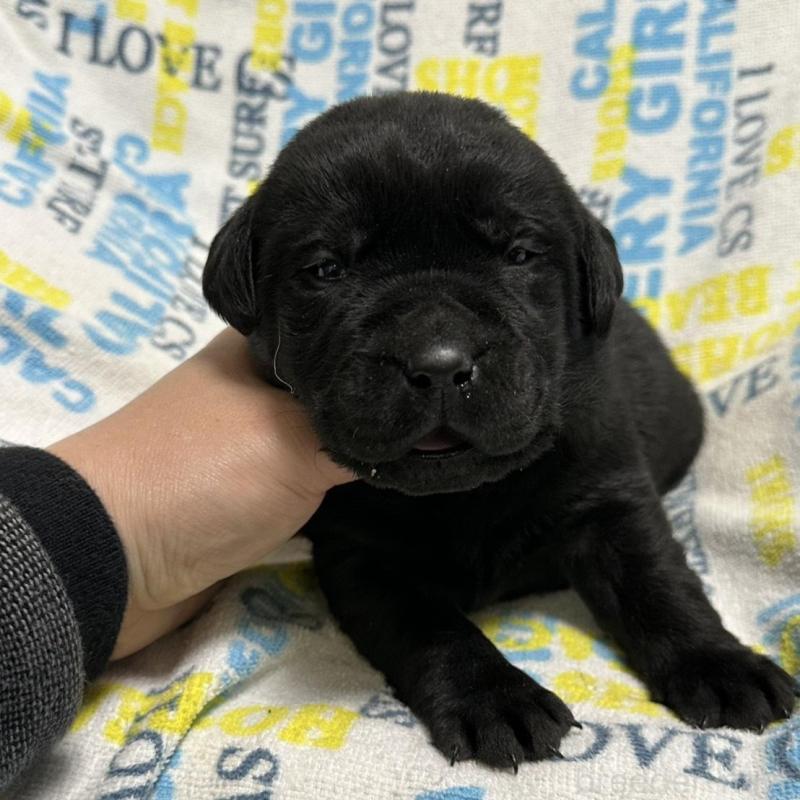 販売中の岡山県のラブラドールレトリーバー-451866