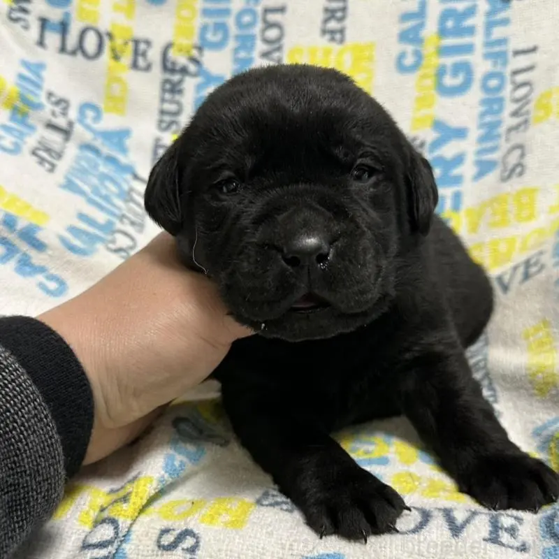 販売中の岡山県のラブラドールレトリーバー-451866の8枚目