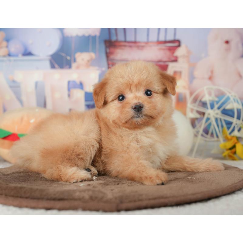 販売中の千葉県のポメプー:ポメラニアン×トイプードル-451946の11枚目