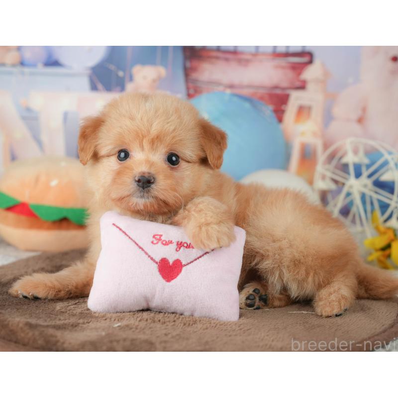 販売中の千葉県のポメプー:ポメラニアン×トイプードル-451946の10枚目