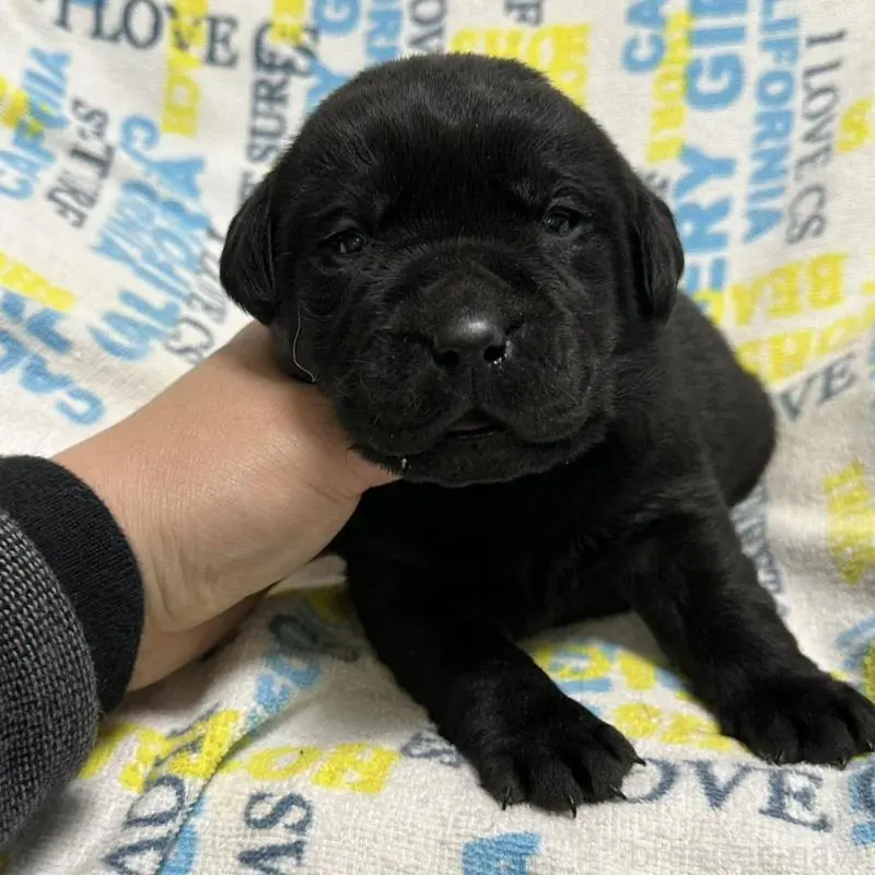 販売中の岡山県のラブラドールレトリーバー-451866の7枚目