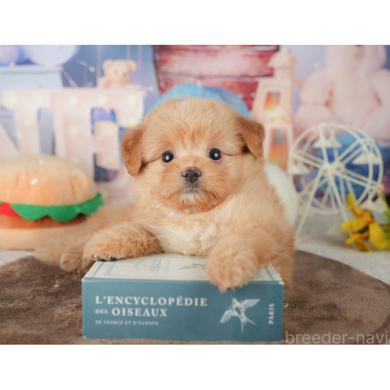 販売中の千葉県のポメプー:ポメラニアン×トイプードル-451946の9枚目