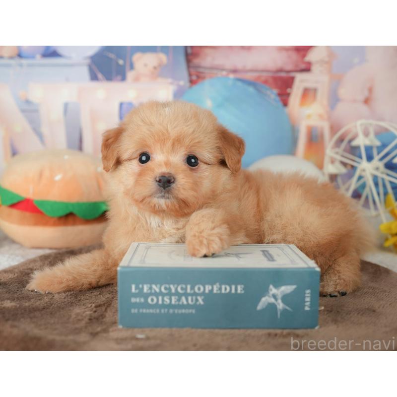 販売中の千葉県のポメプー:ポメラニアン×トイプードル-451946の8枚目