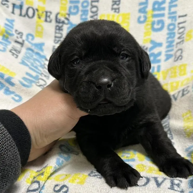 販売中の岡山県のラブラドールレトリーバー-451866の6枚目