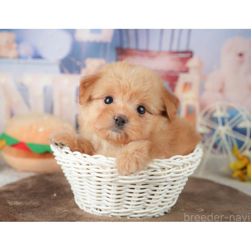 販売中の千葉県のポメプー:ポメラニアン×トイプードル-451946の7枚目