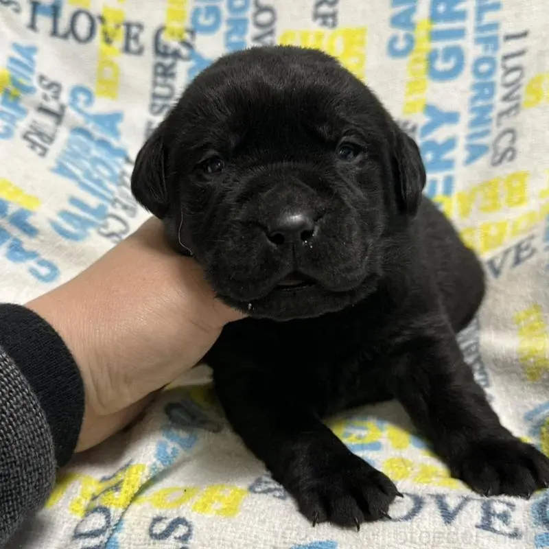 販売中の岡山県のラブラドールレトリーバー-451866の5枚目