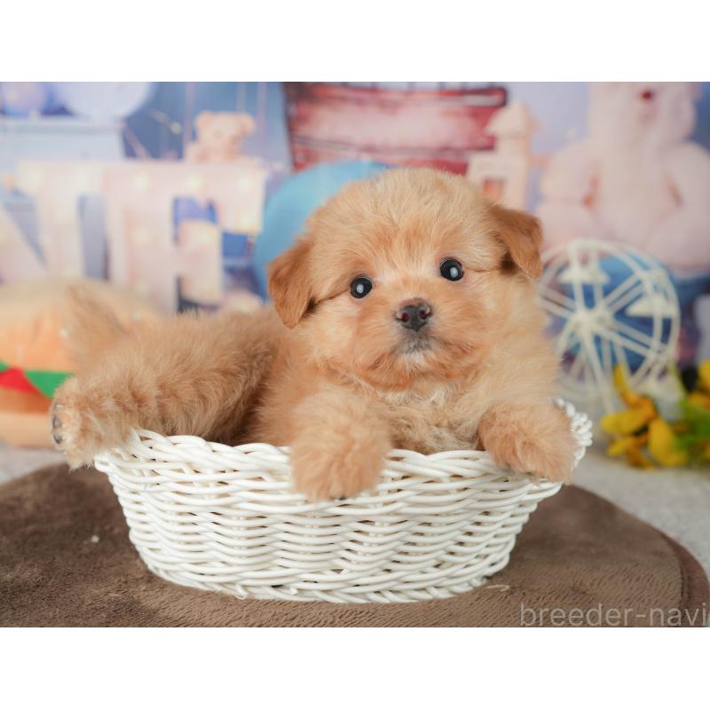 販売中の千葉県のポメプー:ポメラニアン×トイプードル-451946の6枚目