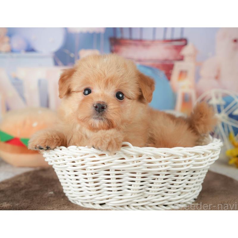 販売中の千葉県のポメプー:ポメラニアン×トイプードル-451946の5枚目