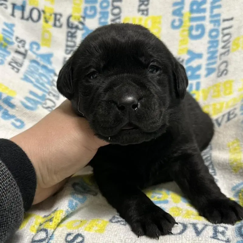 販売中の岡山県のラブラドールレトリーバー-451866の4枚目