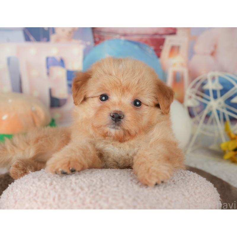 販売中の千葉県のポメプー:ポメラニアン×トイプードル-451946の4枚目