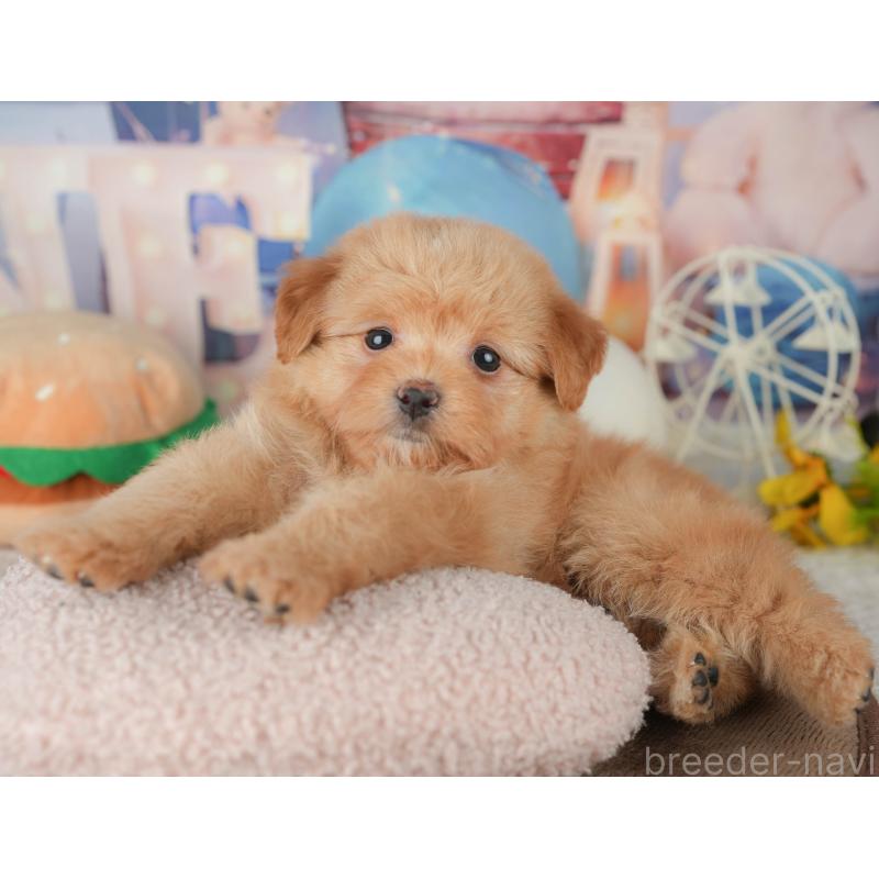 販売中の千葉県のポメプー:ポメラニアン×トイプードル-451946の3枚目