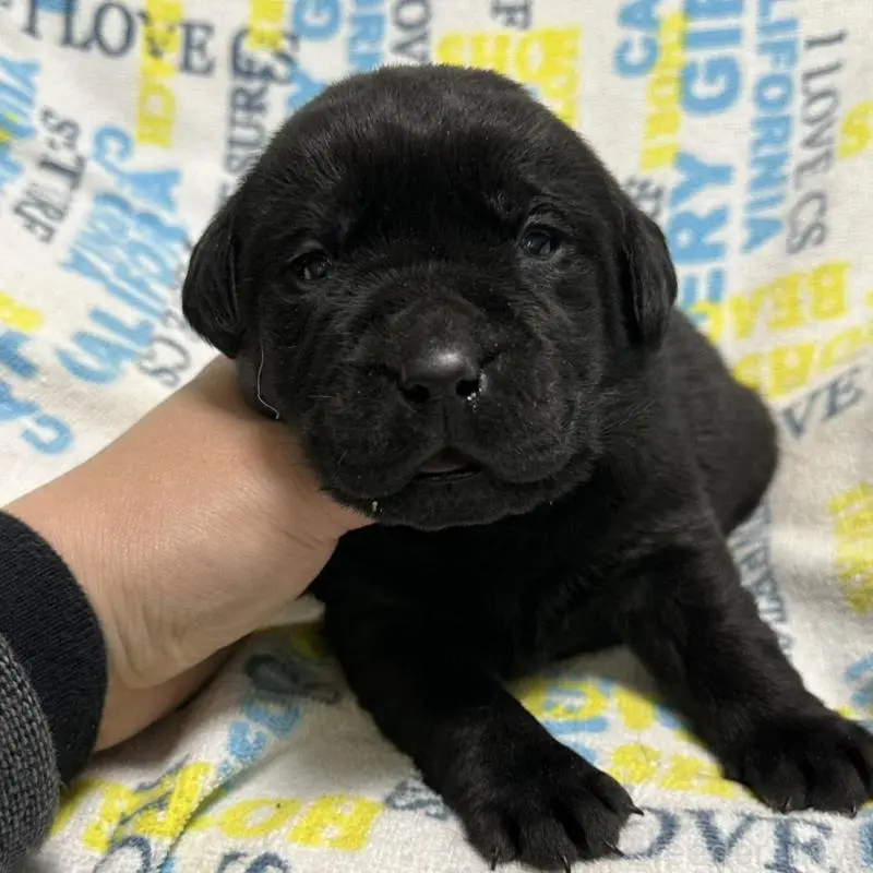 販売中の岡山県のラブラドールレトリーバー-451866の3枚目