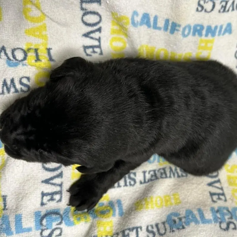 販売中の岡山県のラブラドールレトリーバー-451866の2枚目