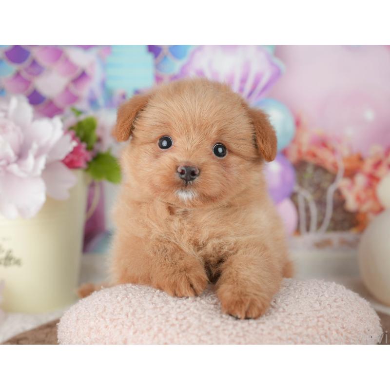 販売中の千葉県のポメプー:ポメラニアン×トイプードル-451944