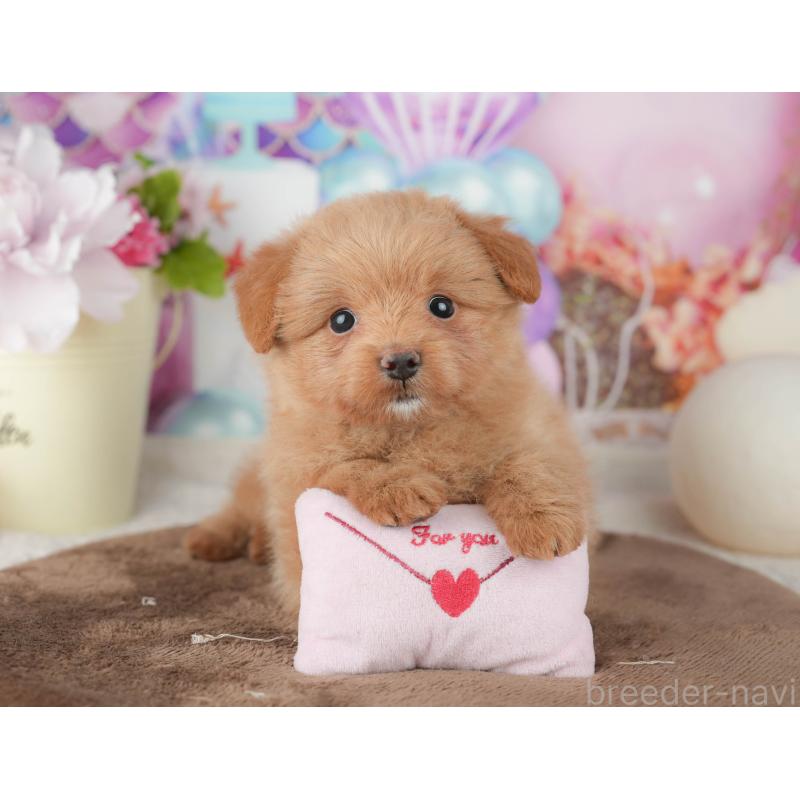 販売中の千葉県のポメプー:ポメラニアン×トイプードル-451944の12枚目