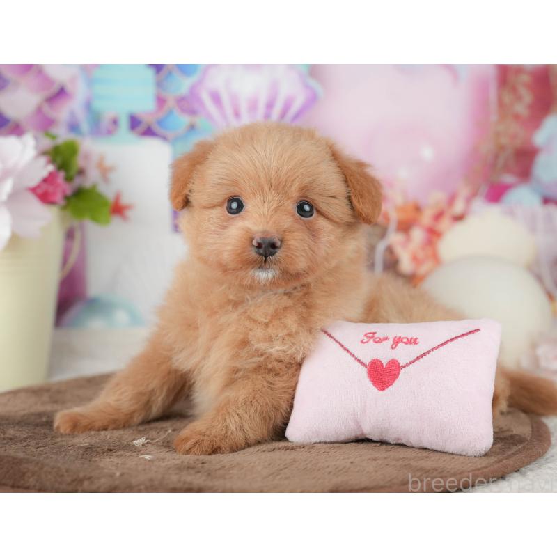 販売中の千葉県のポメプー:ポメラニアン×トイプードル-451944の11枚目