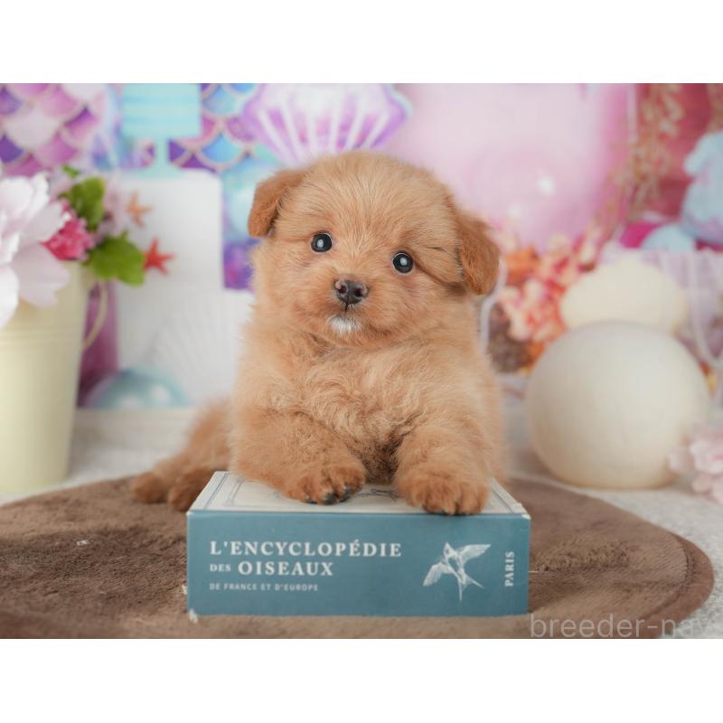 販売中の千葉県のポメプー:ポメラニアン×トイプードル-451944の10枚目