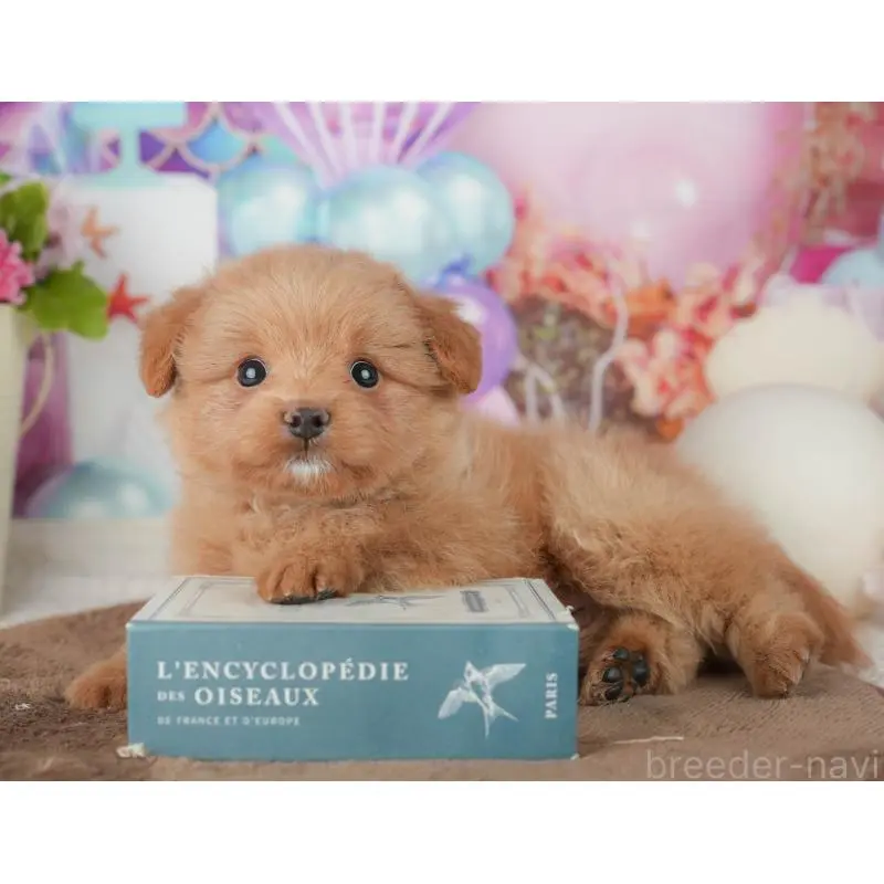 販売中の千葉県のポメプー:ポメラニアン×トイプードル-451944の9枚目