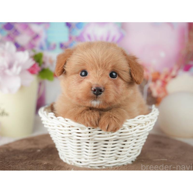 販売中の千葉県のポメプー:ポメラニアン×トイプードル-451944の8枚目