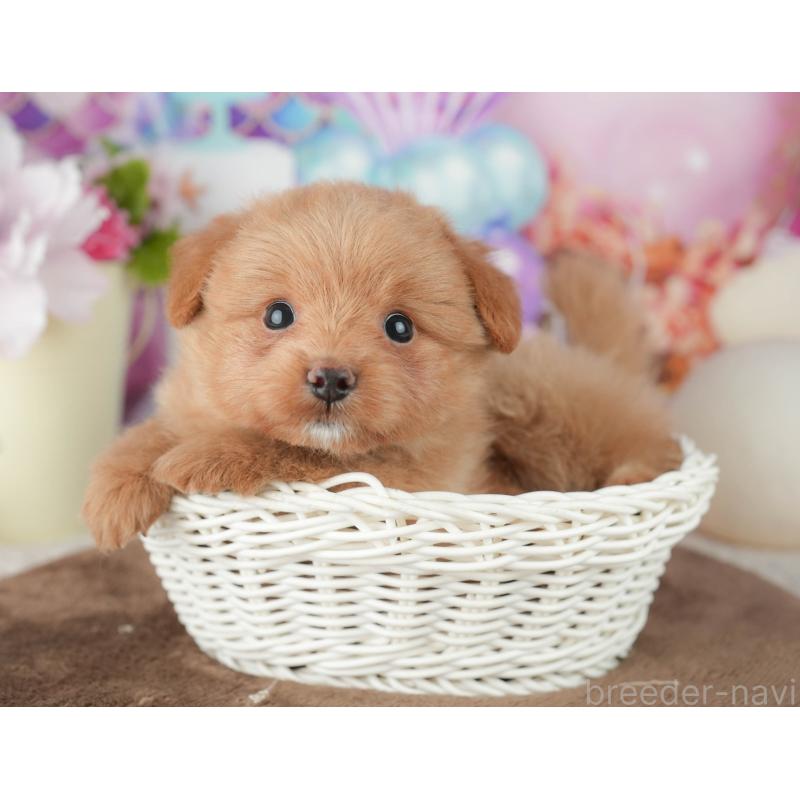 販売中の千葉県のポメプー:ポメラニアン×トイプードル-451944の7枚目