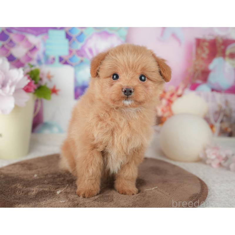 販売中の千葉県のポメプー:ポメラニアン×トイプードル-451944の6枚目