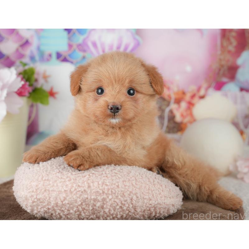 販売中の千葉県のポメプー:ポメラニアン×トイプードル-451944の4枚目