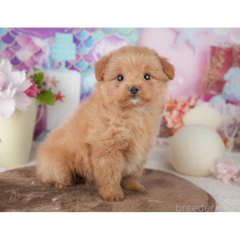 販売中の千葉県のポメプー:ポメラニアン×トイプードル-451944の3枚目