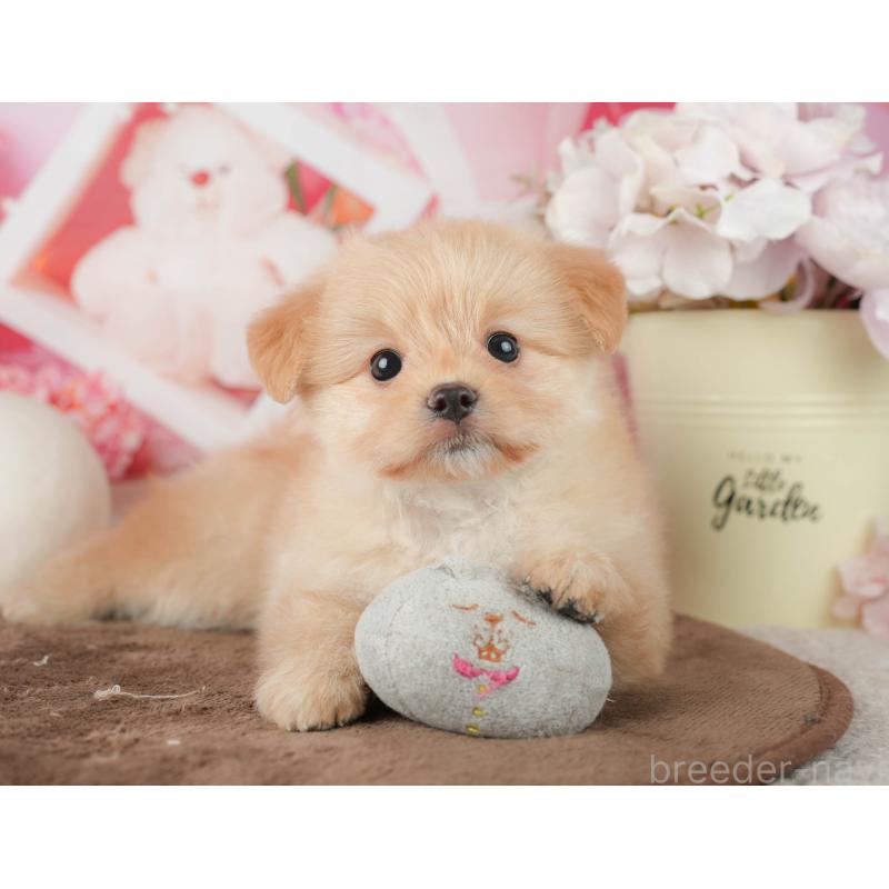 販売中の千葉県のポメプー:ポメラニアン×トイプードル-451943の11枚目