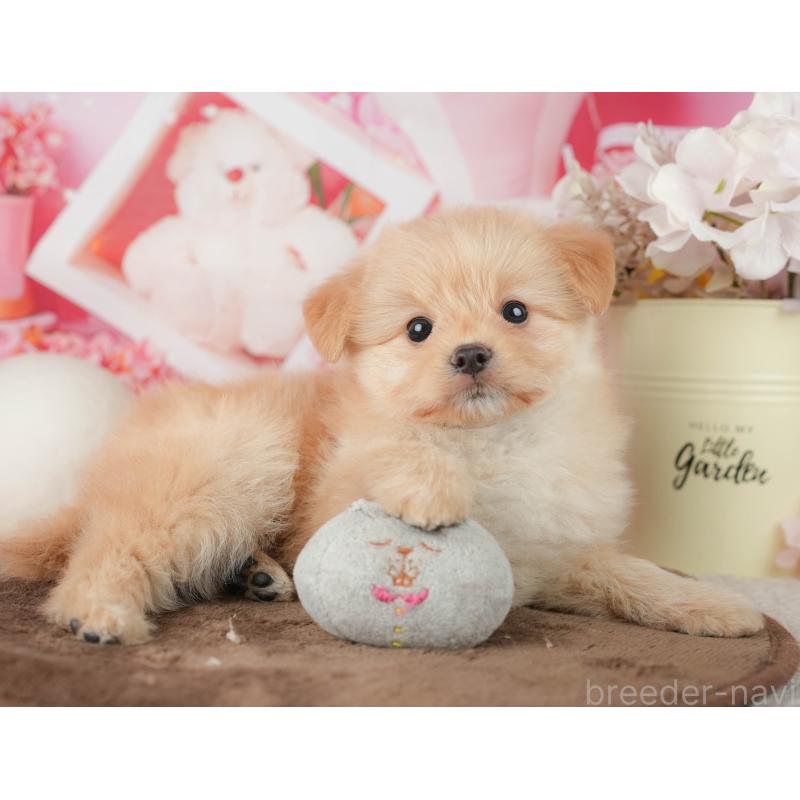 販売中の千葉県のポメプー:ポメラニアン×トイプードル-451943の10枚目