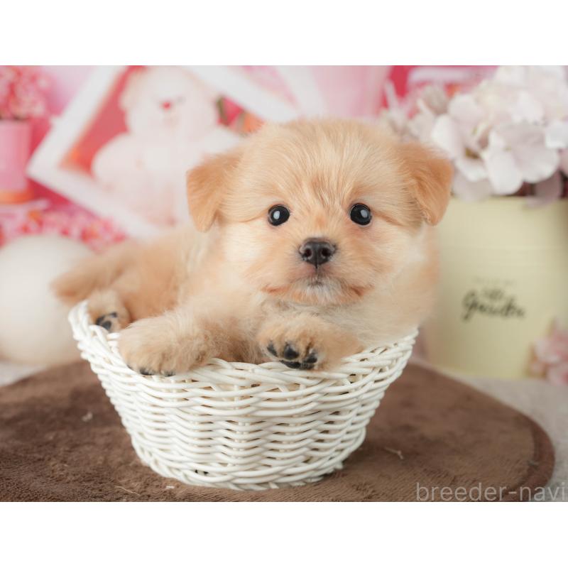 販売中の千葉県のポメプー:ポメラニアン×トイプードル-451943の9枚目