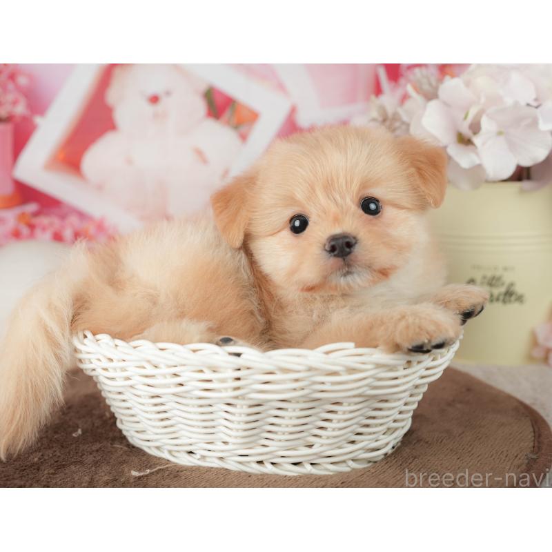 販売中の千葉県のポメプー:ポメラニアン×トイプードル-451943の8枚目