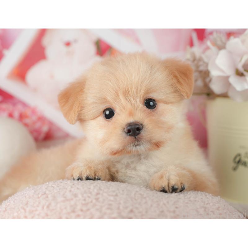 販売中の千葉県のポメプー:ポメラニアン×トイプードル-451943の7枚目