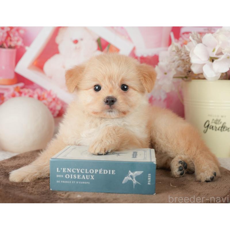 販売中の千葉県のポメプー:ポメラニアン×トイプードル-451943の5枚目