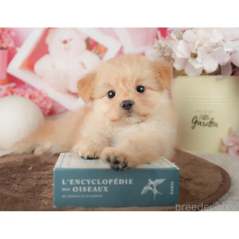 販売中の千葉県のポメプー:ポメラニアン×トイプードル-451943の4枚目