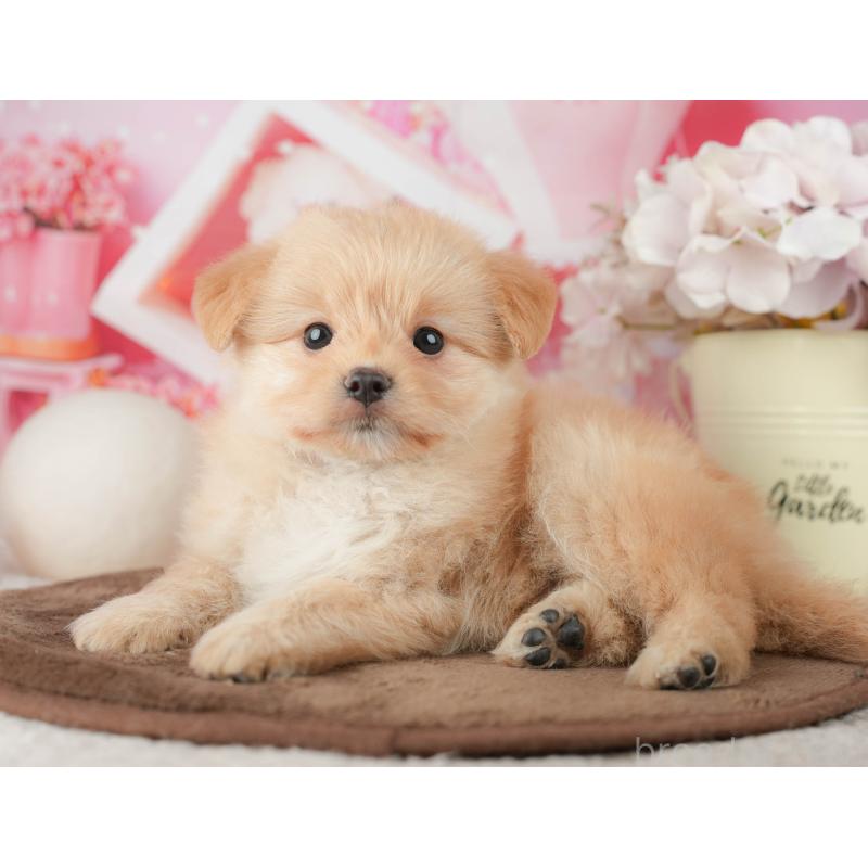 販売中の千葉県のポメプー:ポメラニアン×トイプードル-451943の3枚目