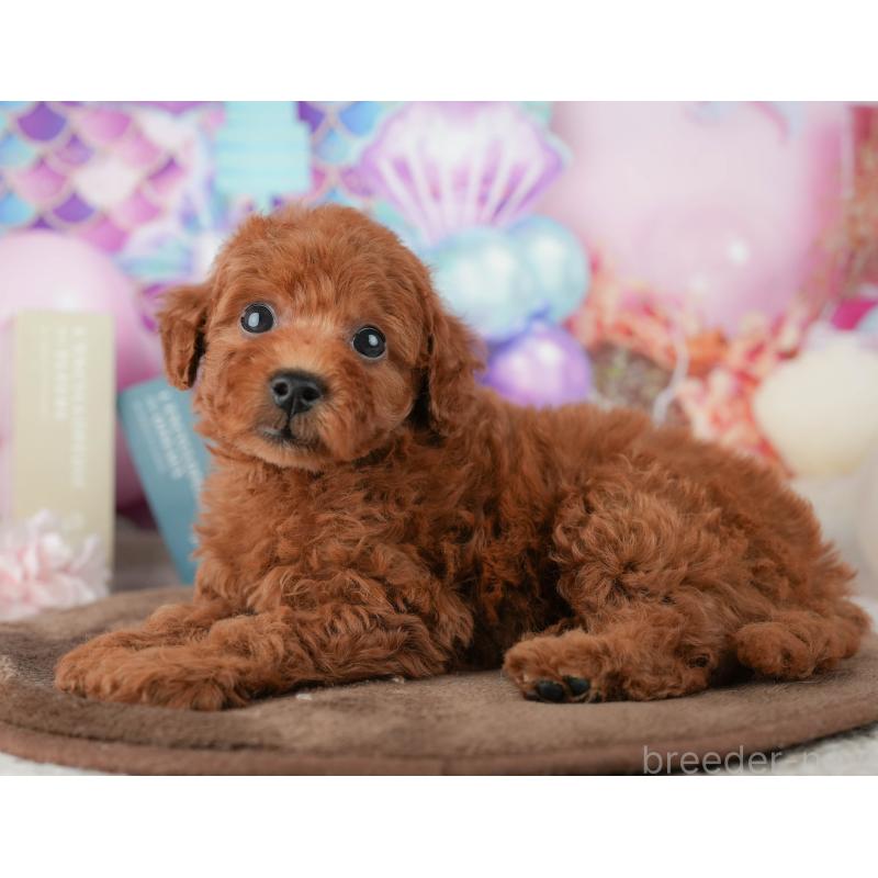 販売中の千葉県のトイプードル-451941の11枚目