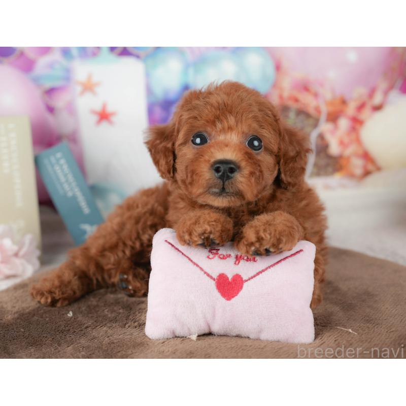 販売中の千葉県のトイプードル-451941の10枚目