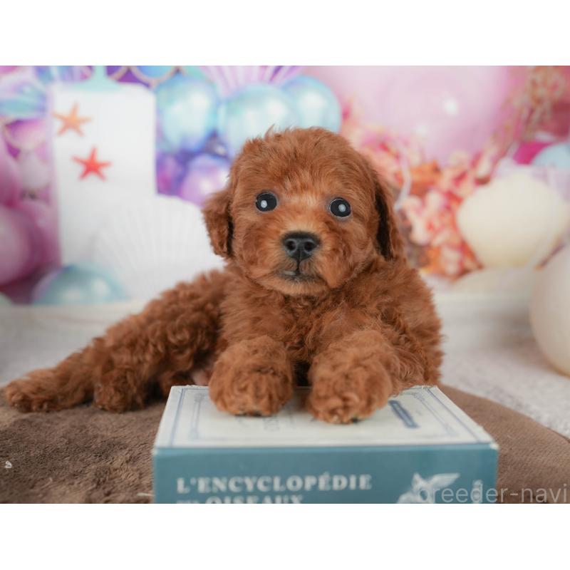 販売中の千葉県のトイプードル-451941の9枚目