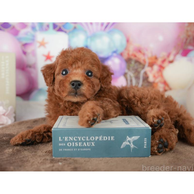 販売中の千葉県のトイプードル-451941の7枚目