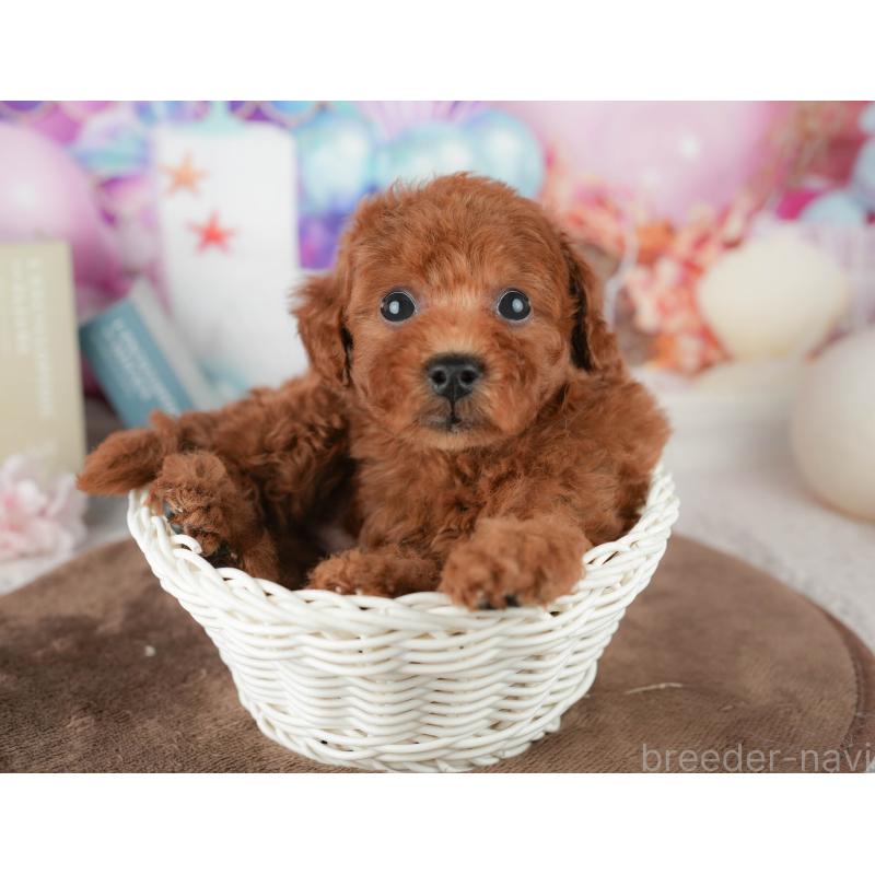 販売中の千葉県のトイプードル-451941の6枚目