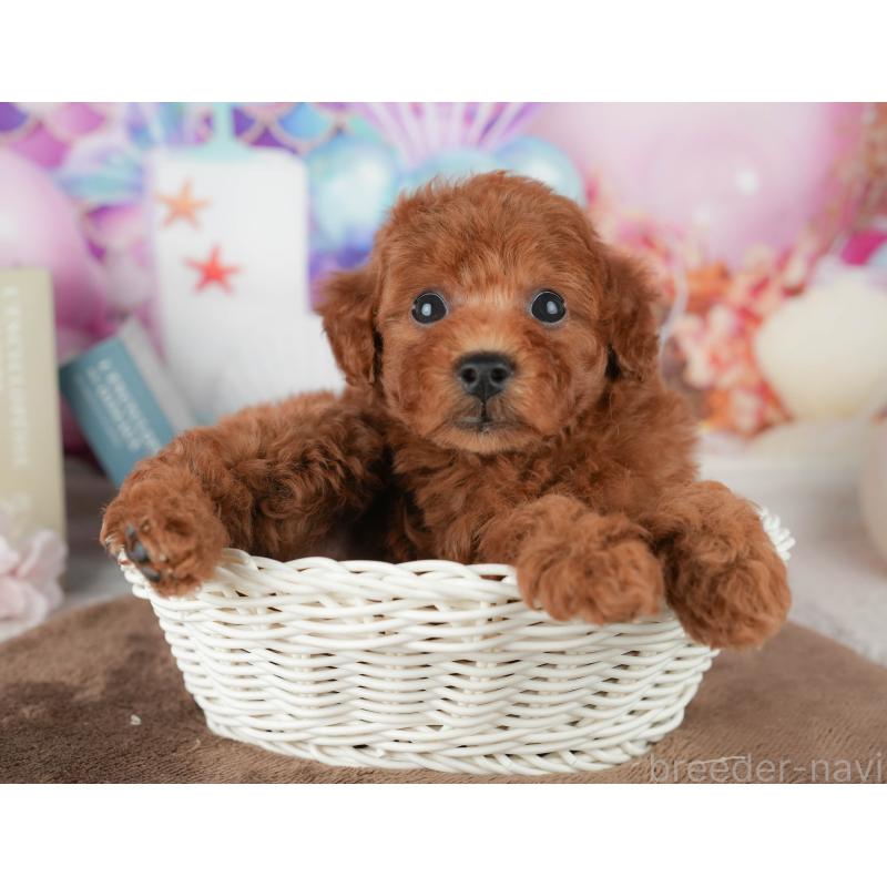 販売中の千葉県のトイプードル-451941の5枚目