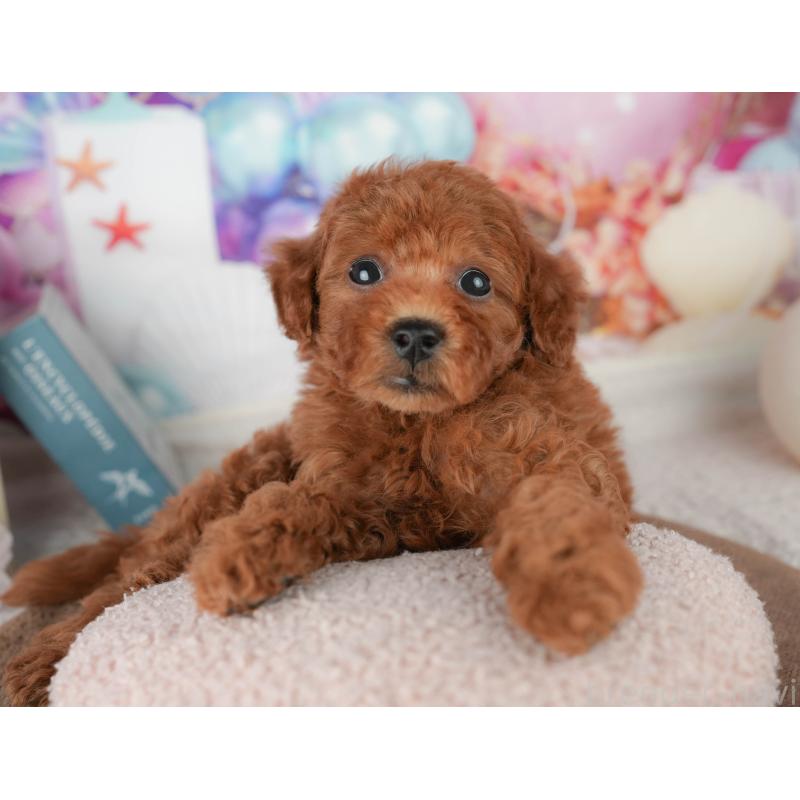 販売中の千葉県のトイプードル-451941の4枚目