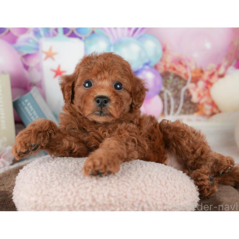 販売中の千葉県のトイプードル-451941の3枚目