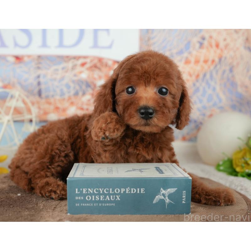 販売中の千葉県のトイプードル-451939の12枚目