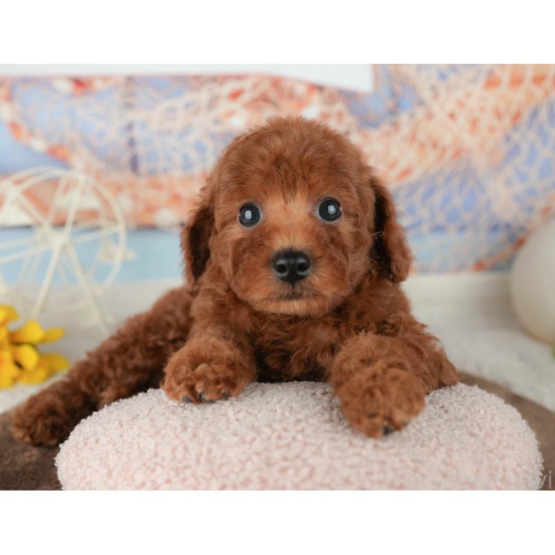 販売中の千葉県のトイプードル-451939の11枚目