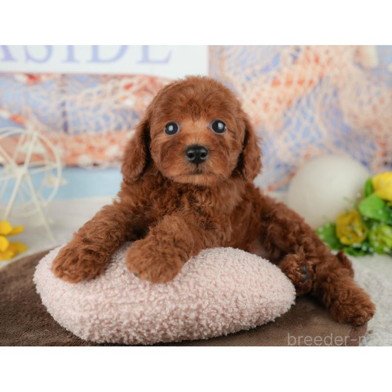 販売中の千葉県のトイプードル-451939の10枚目