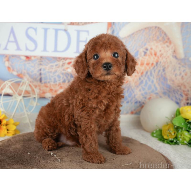 販売中の千葉県のトイプードル-451939の9枚目