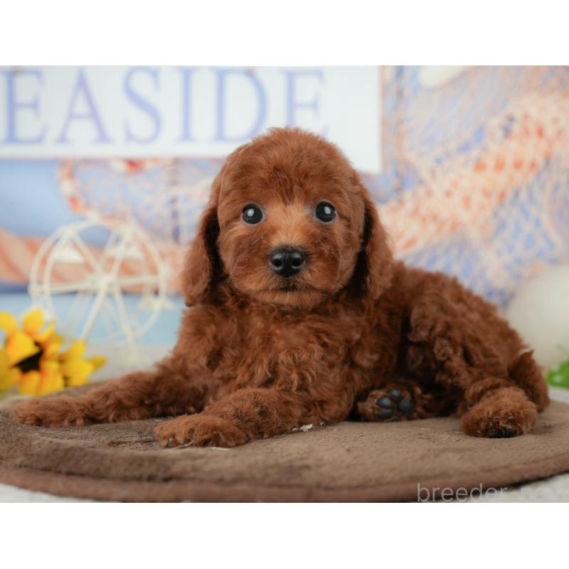 販売中の千葉県のトイプードル-451939の8枚目