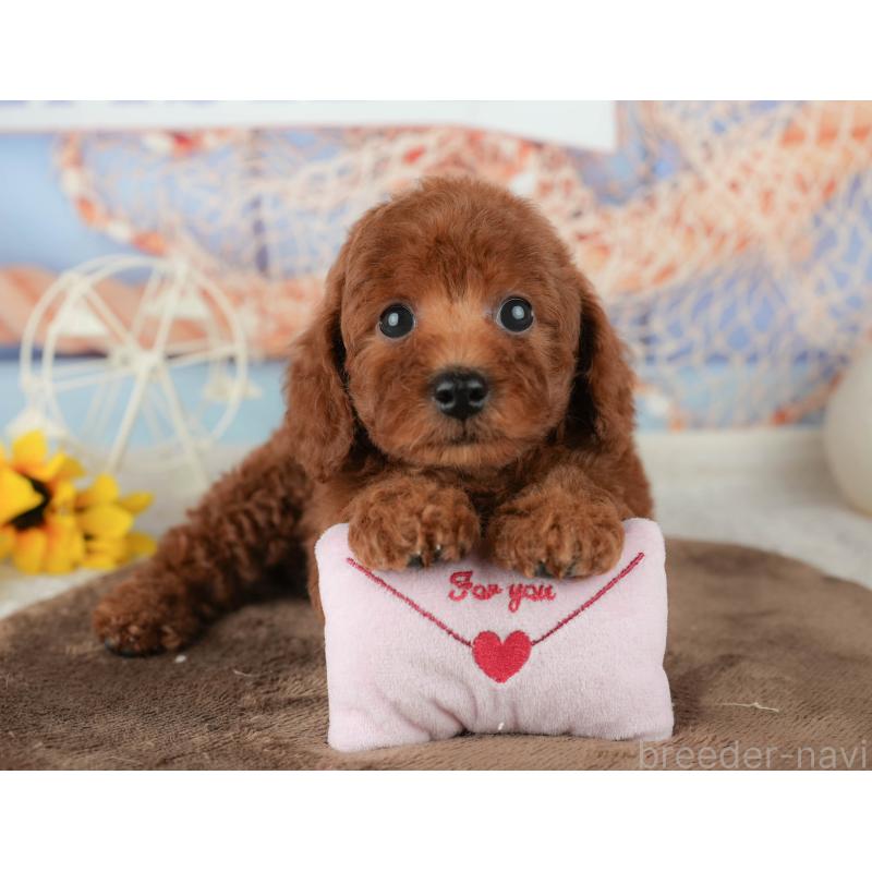 販売中の千葉県のトイプードル-451939の7枚目