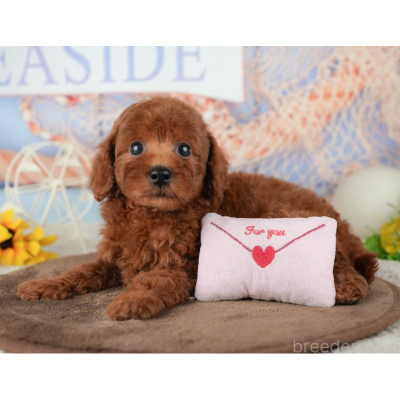 販売中の千葉県のトイプードル-451939の6枚目